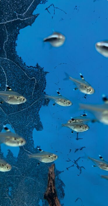 Аквариумы: Рыбки | Аквариумы | Оборудование | Аксессуары | Растения Богатый опыт — 27