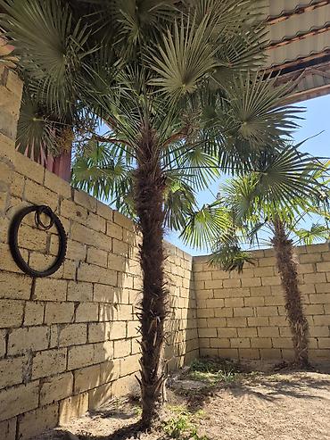 ev gülleri ve adlari: Satılır: dekorativ palma ağacı (Trachycarpus fortunei – külək palma) — 1
