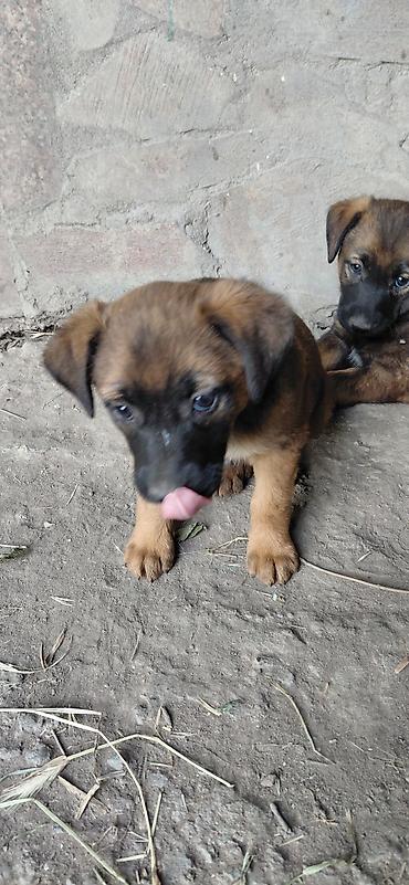 Отдам даром собаку: Собака даром: Дворняжка, 1 месяц, Самец — 5