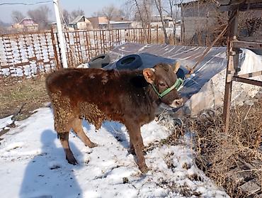 Коровы, быки: Продаю | Тёлка | Для разведения | Привязанные — 6