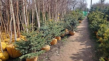 Берёза: Саженцы — 3