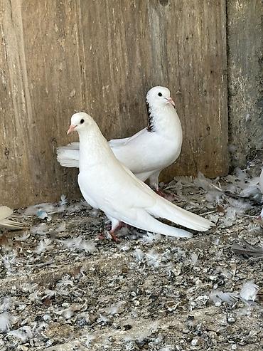 heyvanlar quşlar: Tam saqlam heyvanlar 2 cutu 100 manat 
Wp +994 77 472 00 19 — 1