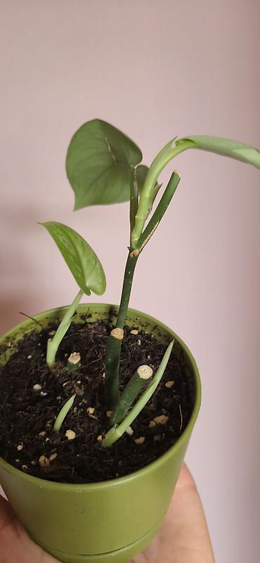 алоэ вера купить: Scindapsus exotica. Parlaq yarpaqlı, baxımı rahat ve tez böyüyen — 8