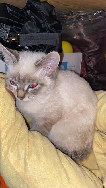 Котенок маленький 5-6мес 
Мальчик ищет дом одам в хорошие руки