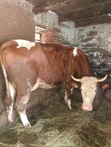 pojilice za koke: Krava koja se jednom telila.Daje preko 20l mleka