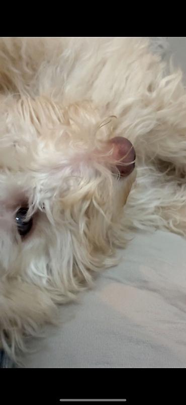 İtlər: Pudel, 4 ay, Erkek — 9