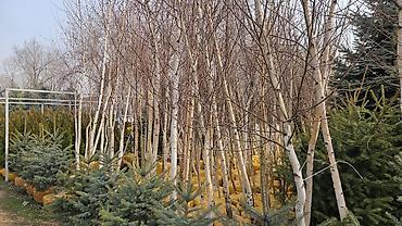 Берёза: Саженцы — 2