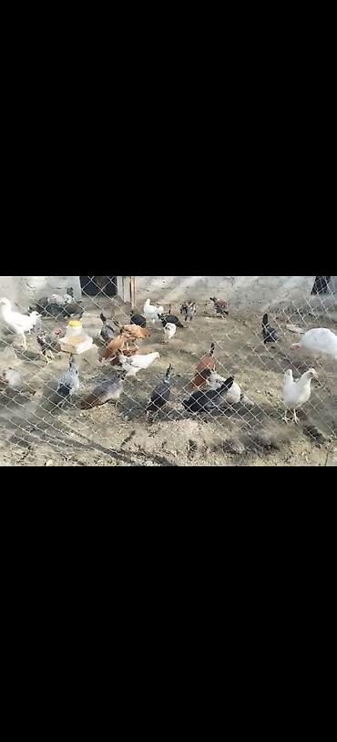 dekorativ quslar: Allahin salami olsun hamiya.Ev heyvanlari satilir.her qiymete var — 1