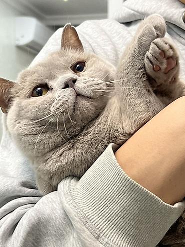Кошка даром: Британская короткошёрстная, 3 года, Девочка, Кастрирована, Приучена к лотку