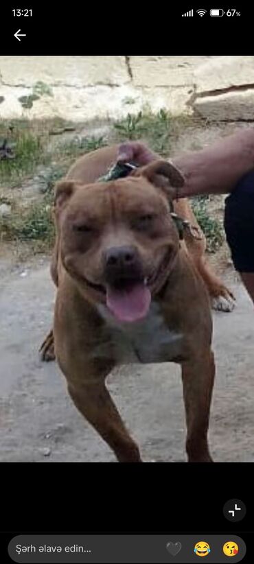 İtlər: Pitbul, Erkek