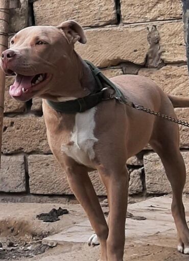 it sekilleri afcarka: Pitbul, 1 il, Dişi, Peyvəndli, Ünvandan götürmə