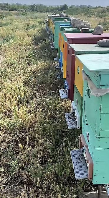 digər alətlər: Süzülmüş təmiz dağ balı. Öz istifadəmiz üçün saxlayırıq artıq olanı — 7