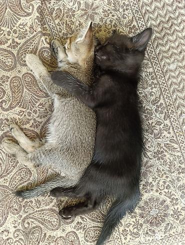 котёнок токмок: Котята в добрые руки.2 месяца.Кушают сами.К лотку приучены — 6