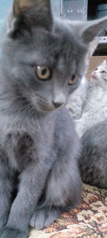 Продажа кошек: Котята, помёт домашней кошки. - Окрас: сплошной дымчато‑серый