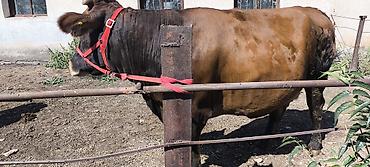 Коровы, быки: Продаю | Корова (самка) | Для молока — 28