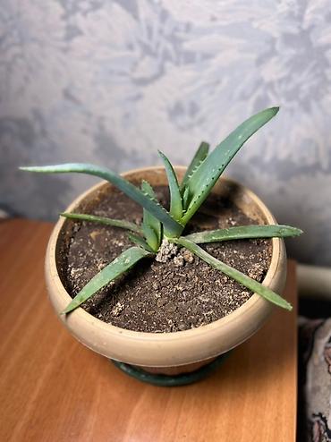 Хойи: Комнатные растения хойя и алоэ вера. Хойя — укоренённые черенки в — 9