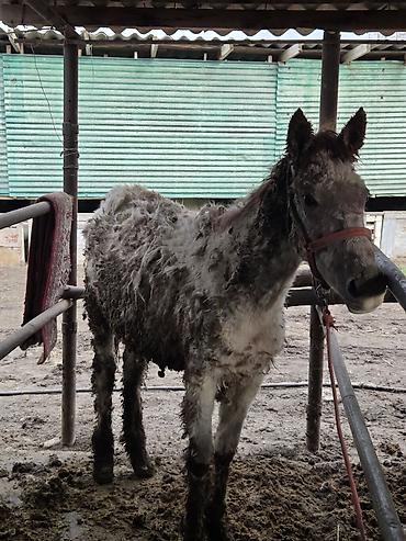 Другие животные: Байланган тайлар сатылат 6 баш Адрес Кун-Туу — 10