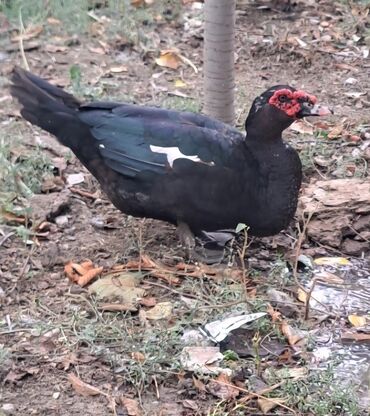 Ördəklər: Dişi, | Lal ördək, Macar, Damazlıq, Pulsuz çatdırılma — 15