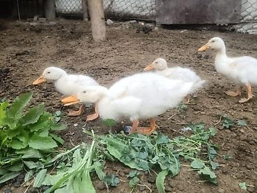 hava nasosu satisi: Satılır ördək balaları. Şəkillərdə ağ rəngli, narıncı dimdikli və — 1