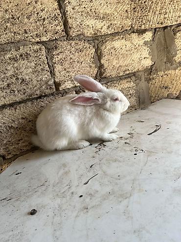 kreditle heyvan satisi: Rizen qarşqı domvanımız sadıda yeridişi üçü suberdi çox munasib qimede — 8