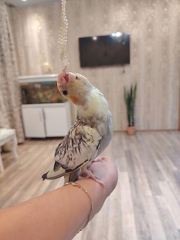 bala pisik ucuz: Korella baladi 4 aylıq qızdı ələ oresib 35 manat fikiri ciddi olanlar — 3