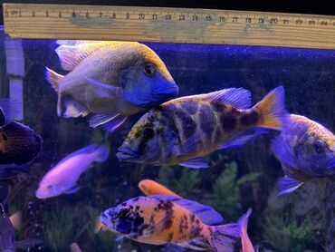Рыбы: Продаю Аквариумные цихлиды крупных и средних размеров - Для — 6