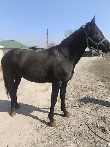 Лошади, кони: Продаю | Жеребец | Полукровка | Конный спорт — 6
