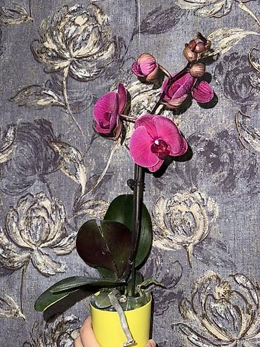 Орхидеи: Орхидея оптом и в розницу принимаем корпоративные заказы !!! Г at lalafo.kg — 11 Орхидеи: Орхидея оптом и в розницу принимаем корпоративные заказы !!! Г — 11