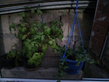 Otaq bitkiləri: Satışda müxtəlif saksı bitkiləri dəsti - Xrizantema (çəhrayı — 1