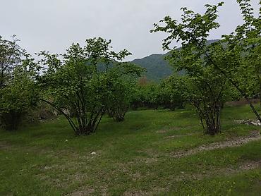 savalan torpaq satisi: 61 sot, Tikinti, Mülkiyyətçi, Kupça (Çıxarış) — 5