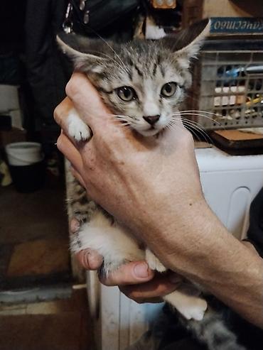 корниш рекс: Котёнок, полосато-белый окрас (серый табби с белыми лапками и — 1