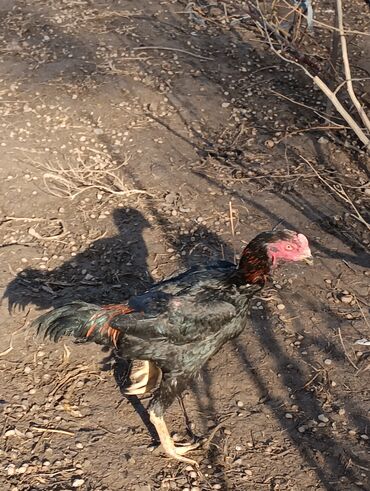 Куры, петухи: Продаю | Петух | Бойцовая, Дакан | На забой, Для разведения, Несушки — 7