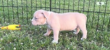 Psi: American bully pocket lilac štenci. 4 lilac zenki, 2 zute zenke — 12
