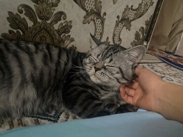 показы 1 354 72 договорная кошка даром британская короткошёрстная 1 год мальчик метис 2 позвонить написать: Британ кыска жүндүү, 1 жаш, Эркек, Лотокко барууга үйрөтүлгөн