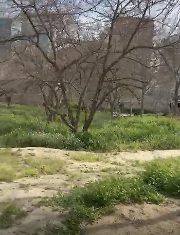 nerimanovda: 24 sot, Tikinti, Mülkiyyətçi, Kupça (Çıxarış) — 9