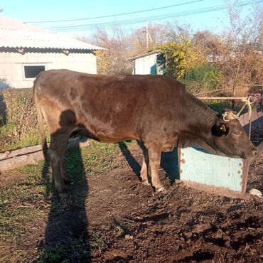 собака доберман сколько стоит: Сатам | Уй (ургаачы) | Сүт алуу үчүн | Байланган