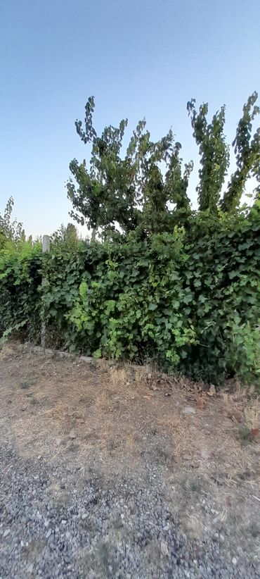 Həyət evləri və villaların satışı: 6 otaqlı, 270 kv. m, Yeni təmirli — 30