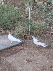Göyərçinlər: Göyərçinlər satılır biri 10 manatdan. Birindən başqa-ayağı bol papışdı — 9
