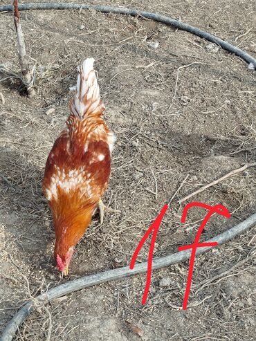 Xoruzlar: Hər cürə xoruzlar var ustunde qiymətləri var Təsvir: - Şəkillərdə — 6