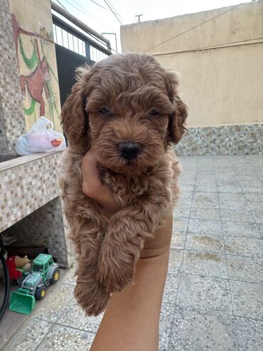 İtlər: Şekilleri götürmeyin - Cins: Toy Pudel (mini) - Rəng: qara, ve — 7