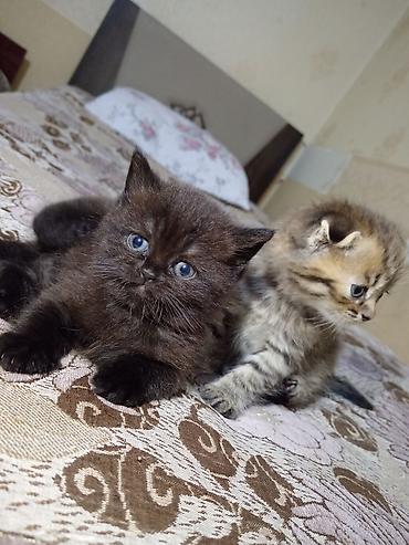 Pişiklər: Britan — 7