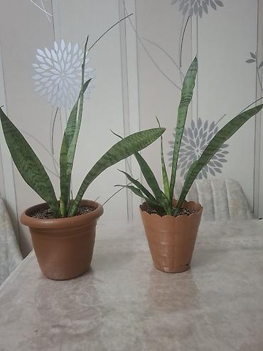 dibcek: Sansevieria (Qayın dili) – otaq bitkisi 2 ölçüdə var.Böyuk olan 55 sm — 2