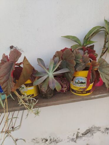 Ofis ləvazimatları: Ana ureyi 5azn
Aloe vera 1azn
Qilinc gulu 5azn