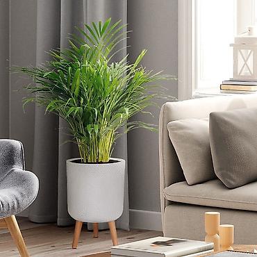 plants: ✨ Стиль Вашего Офиса/Дома/Террасы начинается с Роскошных Деталей ✨ 👉 — 5