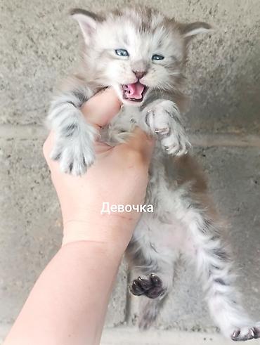 сфинкс котята купить: Котята мейн-кун!!!❤️❤️💙 Истинная красота рождается там, где природа — 2