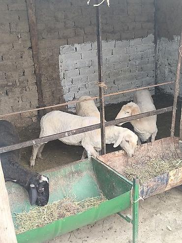 А/ч жаныбарларын сатам: Сатам | Ургаачы кой (ургаачы) | Союуга — 3