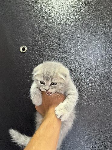 кошки свинкс: 🐾 Шотландские вислоухие котята (Scottish Fold) 🐾 Продаются — 6