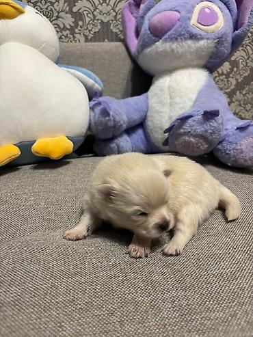 İtlər: Şpitz, 1 ay, Ünvandan götürmə — 3