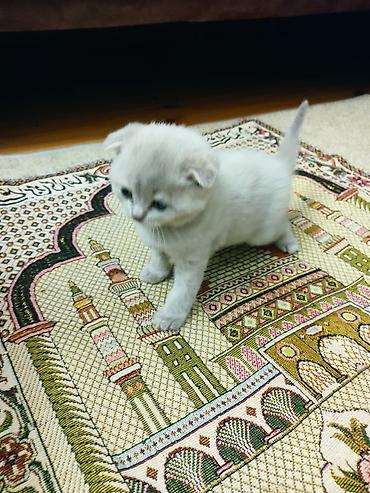 Pişiklər: Britan yastı qulaq — 3