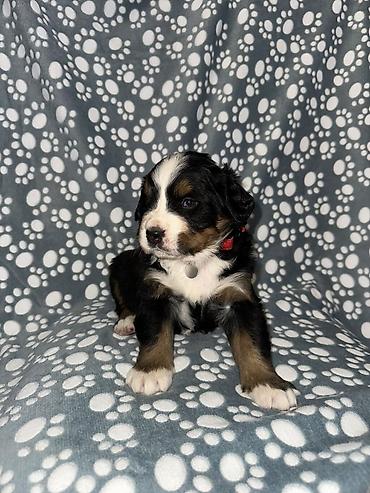 Psi: Štenci bernskog planinskog psa - Rasa: bernski planinski pas (Bernese — 10